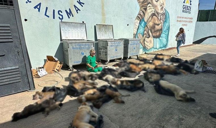 Gebze’de Hayvan Katliamı: Onlarca Sokak Hayvanı Zehirlenerek Öldürüldü!