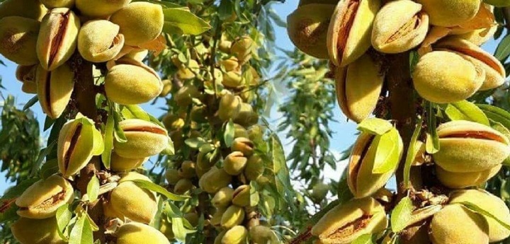 Vergisiz İthalata Tepki: “Tarımda Dışa Bağımlılık Artacak”